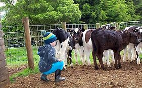 Manderley Park Farmstay B&B
